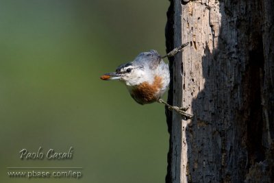 Krueper's Nuthatch
