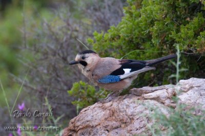 Jay ssp.atricapillus