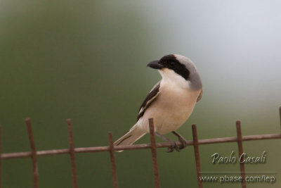 Lesser-grey Shrike