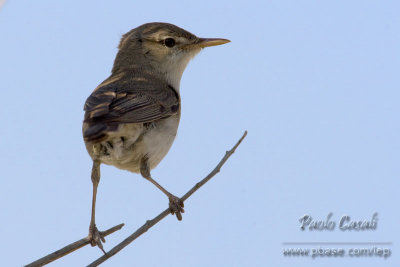 Olivaceus Warbler