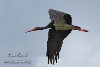 Black Stork