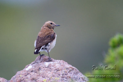 Black-eared Wheatear
