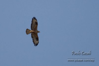 Long-legged Buzzard