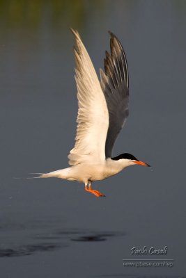 Common Tern
