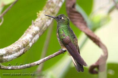 Buff Tailed Coronet