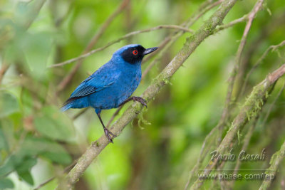 Masked Flowerpiercer