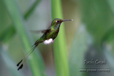 Booted Racket Tail