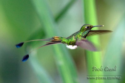Booted Racket Tail