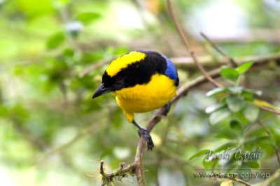 Blue Winged Mountain Tanager