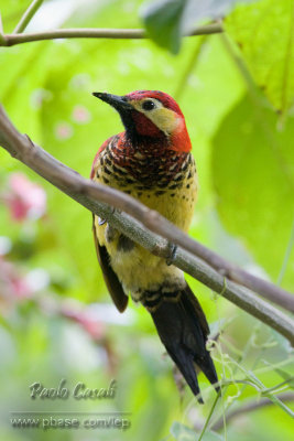 Crimson Mantled Woodpecker