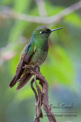 Buff Tailed Coronet