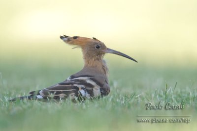 Hoopoe