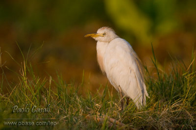 Cattle Egret