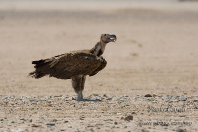 Lappet-faced Vulture