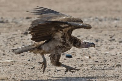 Lappet-faced Vulture