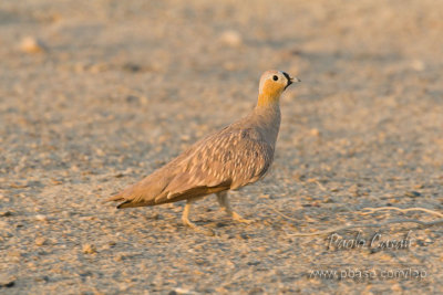 Crowned Sandgrouse