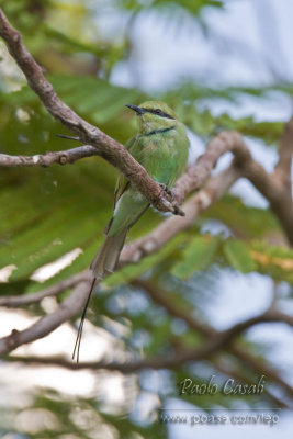 Little Green Bee-eater (ssp.cleopatra)