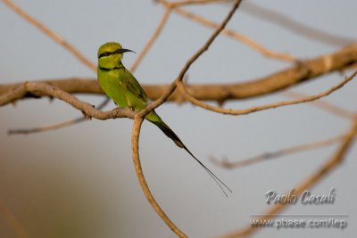Little Green Bee-eater (ssp.cleopatra)