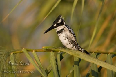 Pied Kingfisher