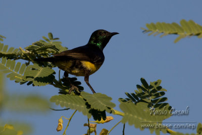 Nile-valley Sunbird