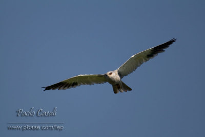 Black-shouldered Kite