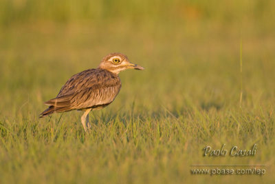 Senegal Thick-knee