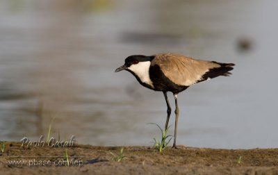 Spur-winged Plover