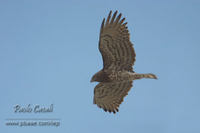 Short-toed Eagle (Circaetus gallicus)