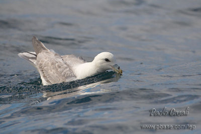 Fulmar (Fulmarus glacialis)