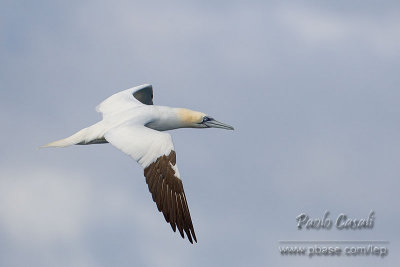 Gannet (Morus bassanus)