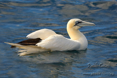 Gannet (Morus bassanus)