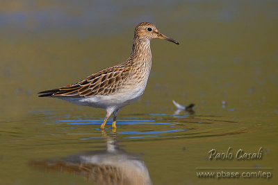 Pectoral Sandpiper (Calidris melanotos)