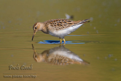 Pectoral Sandpiper (Calidris melanotos)