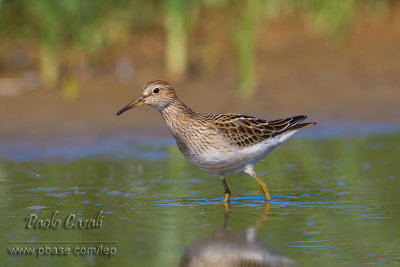 Pectoral Sandpiper (Calidris melanotos)