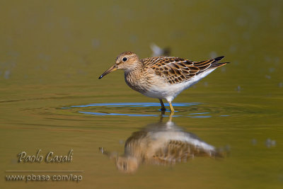 Pectoral Sandpiper (Calidris melanotos)