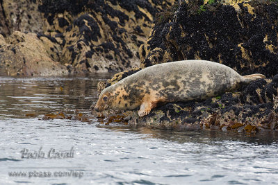 Grey Seal (Halichoerus grypus)