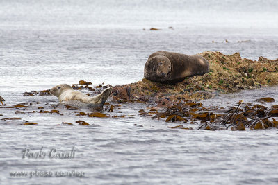 Grey Seal (Halichoerus grypus)