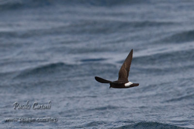 Storm Petrel (Hydrobates pelagicus)