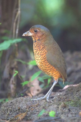 Giant Antpitta