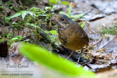 Moustached Antpitta