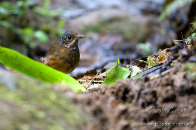 Moustached Antpitta