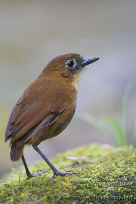 Yellow Breasted Antpitta