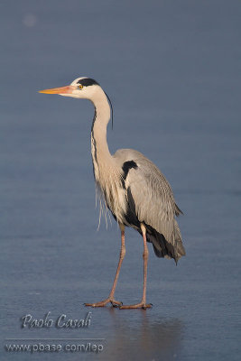 Grey Heron (Ardea cinerea)