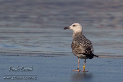 Caspian Gull (Larus cachinnans)