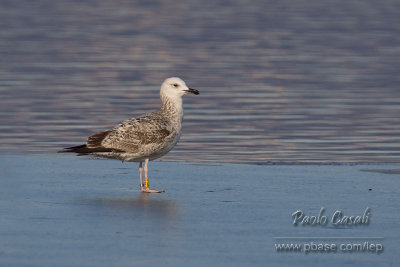 Caspian Gull (Larus cachinnans)