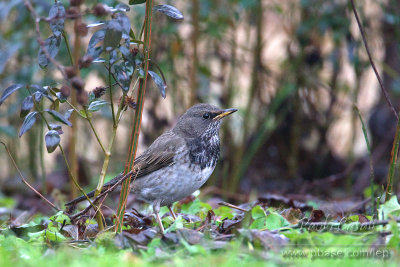 Black-throated Thrush (Turdus atrogularis)