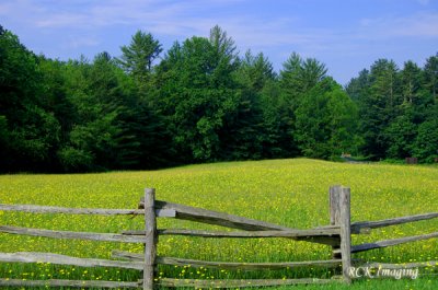 Linville Meadow
