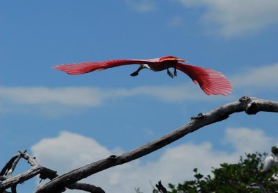 Spoonbill Fly By