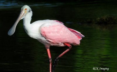 Sanibel Spoon1
