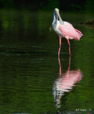 DSC_0167c.jpg